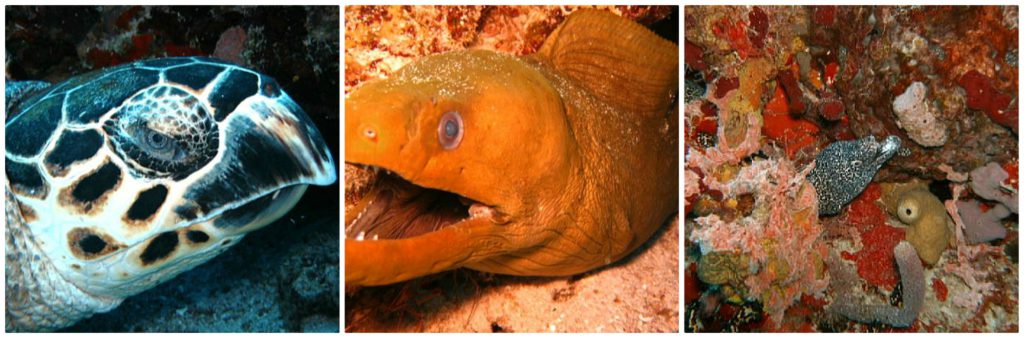 Riviera Maya Dive Photos