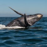 Humpback Whale breaching in the Bay of Banderas Puerto Vallarta