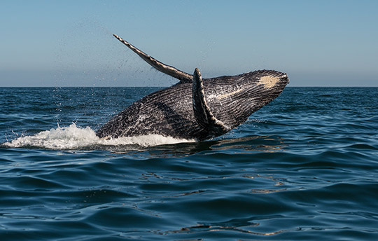 Humpback Whale breaching in the Bay of Banderas Puerto Vallarta